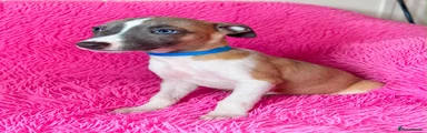 Whippet 4 blue collar 