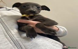 Whippet dogs for sale: Whippets for sale - Image 5