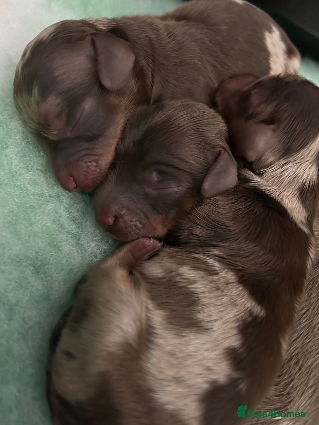 Miniature Dachshund dogs for sale: 🤍🐾 Stunning long haired litter 🐾🤍 - Image 7