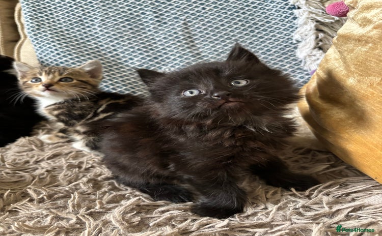 Mixed Breed cats - Advert 1