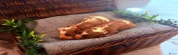Cavalier King Charles Spaniel dogs for sale: HEALTH TESTED CLEAR cavalier puppies  - Advert 10