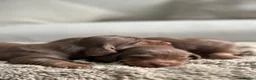 Miniature Dachshund dogs for sale: True beautiful miniature longhair dachshund  - Advert 9