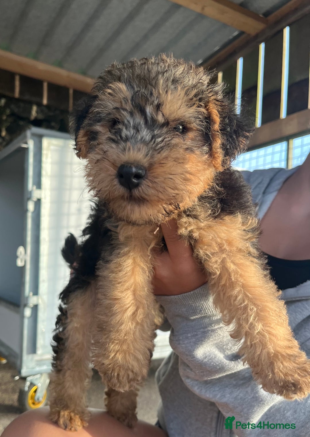 Lakeland Terrier dogs for sale: Lakeland terrier puppies - Image 5