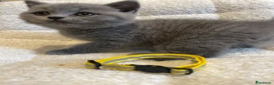 Yellow collar 