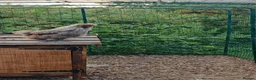 Chickens poultry for sale: Cockerels - Copper Maran, Olive eggers and Silkies - Advert 3