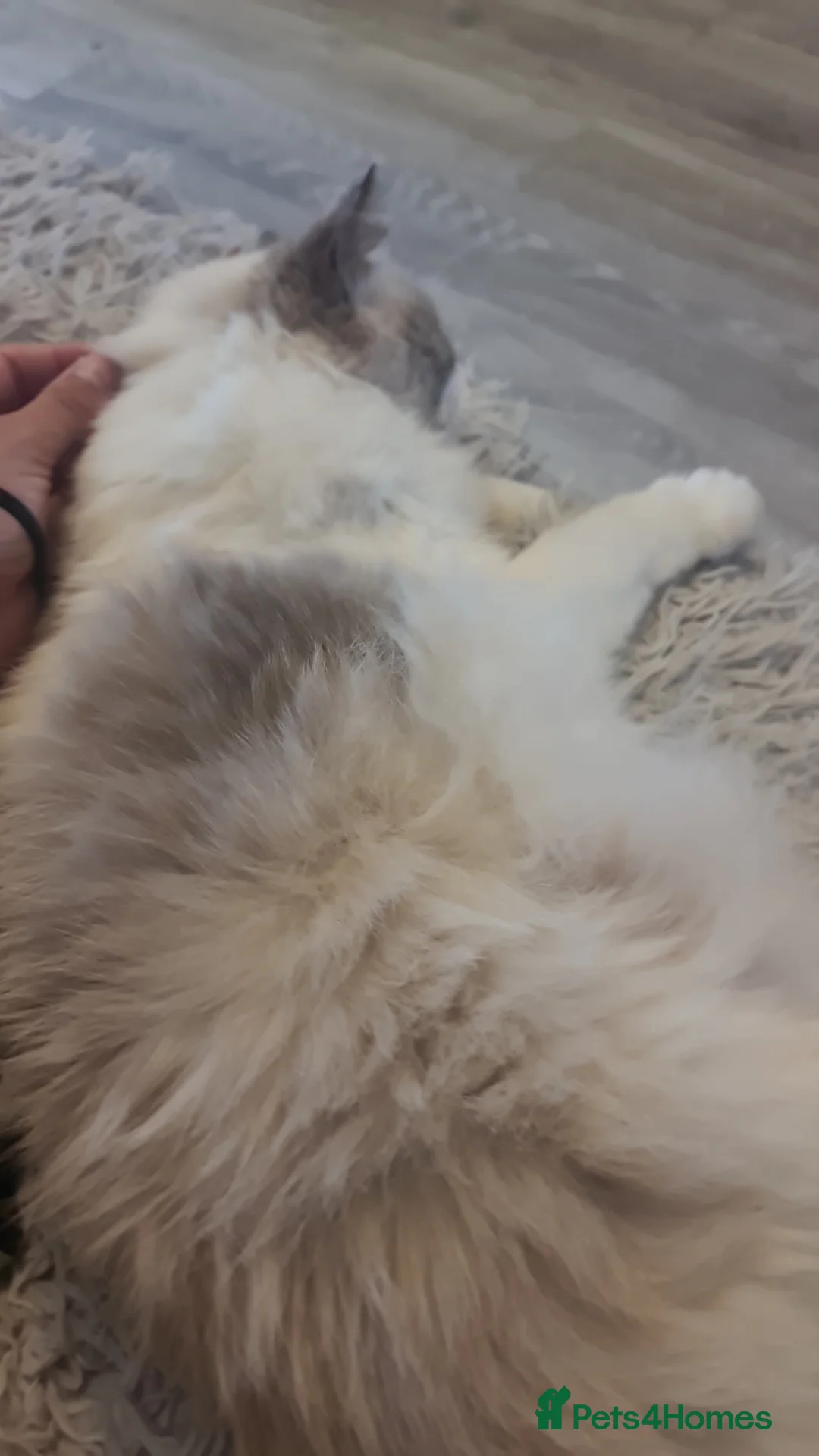 Ragdoll cats for sale: Lovely ragdoll for sale 8 years  - Advert 1