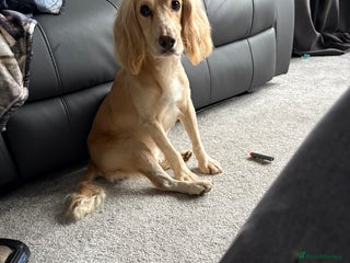Cocker Spaniel dogs for sale - Advert 1