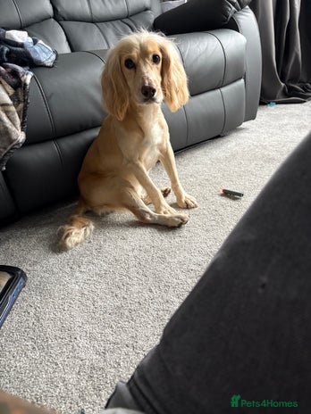 Cocker Spaniel dogs - Advert 5