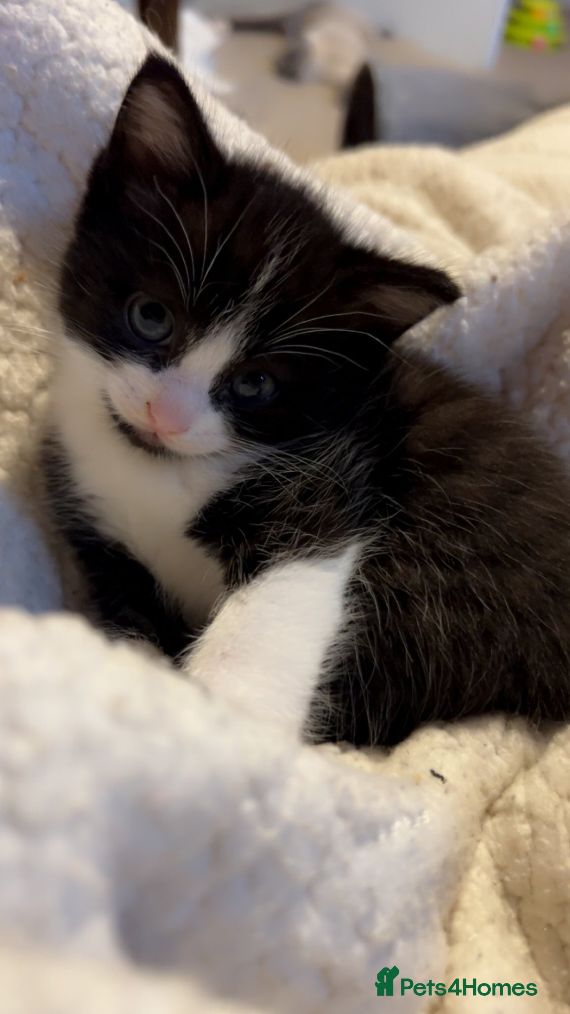 Ragdoll cats Ragdoll x last one girlMum Ragdoll and dad is mix  - Advert 7