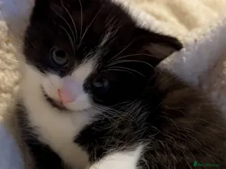 Ragdoll cats Ragdoll x last one girlMum Ragdoll and dad is mix - Advert 7