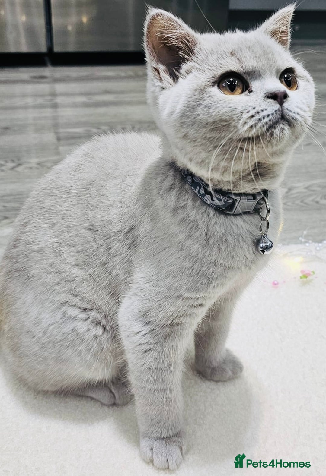 British Shorthair cats for sale: Beautiful Rare Fawn Lilac British Shorthair Girl! - Advert 14