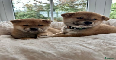 Japanese Shiba Inu dogs - Advert 13