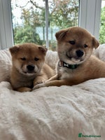 Japanese Shiba Inu dogs Japanese Shiba Inu puppies HEALTH TESTED - Advert 2