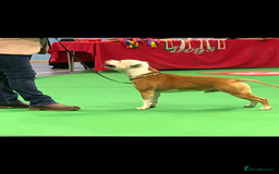 Staffordshire Bull Terrier dogs for sale: Kc Staffordshire bull terrior puppies - Image 2