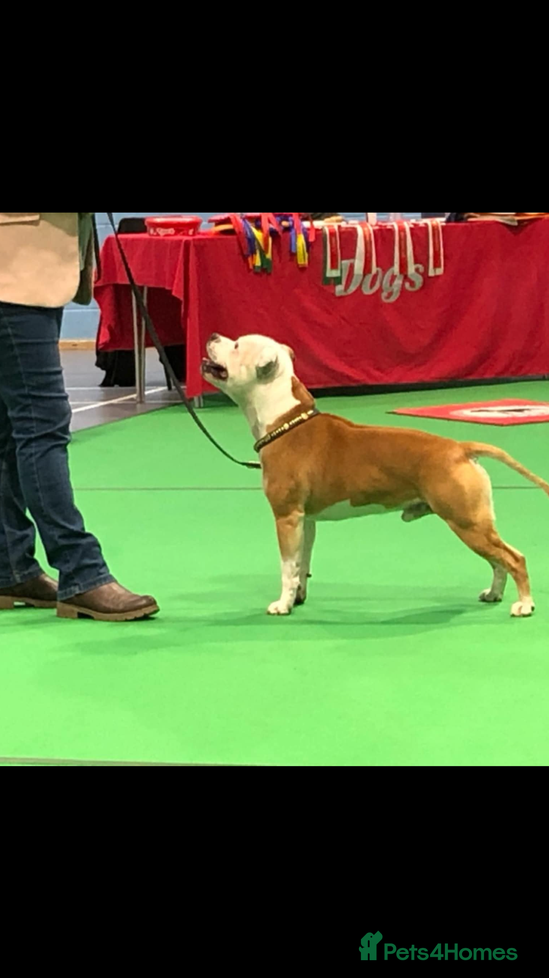 Staffordshire Bull Terrier dogs for sale: Kc Staffordshire bull terrior puppies - Image 2