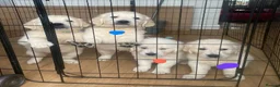 Golden Retriever dogs for sale: STUNNING SHOW LINE GOLDEN RETRIEVER PUPPIES - Advert 5
