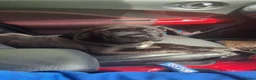 Mixed Breed dogs for sale: Cane corso Rottweiler puppy in Redcar - Advert 4