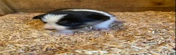 Border Collie dogs for sale: Border Collie Puppies For Sale  - Advert 7