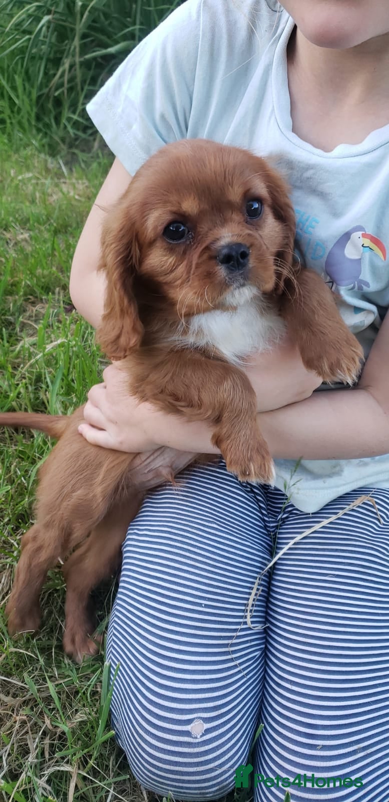 Cavalier King Charles Spaniel dogs One Cavalier Male Ruby and White - Advert 14