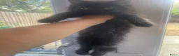 Mixed Breed cats for sale:  Persian kittens for sale  - Advert 20