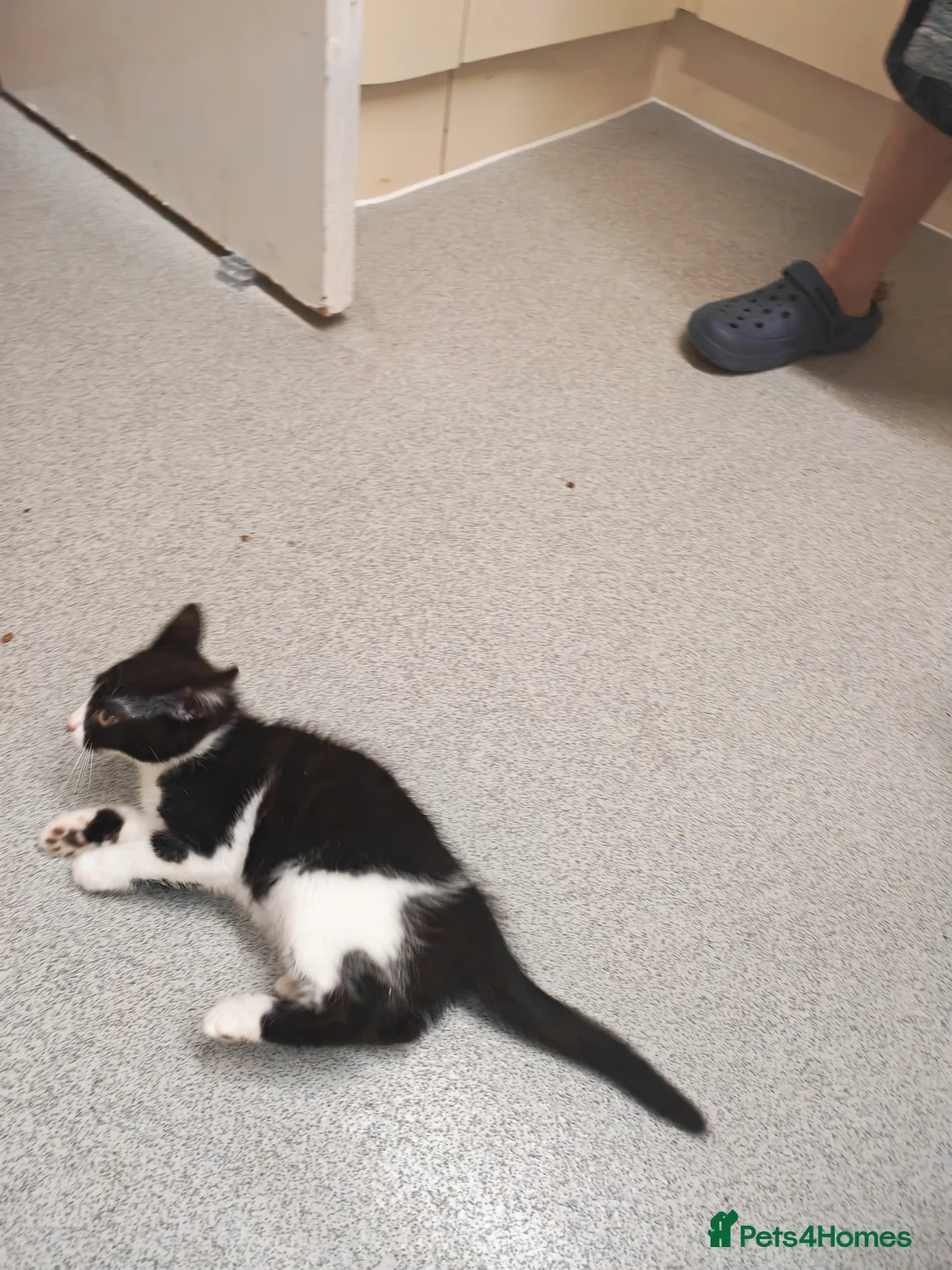 Mixed Breed cats for sale: Beautiful boy for sale  - Advert 4