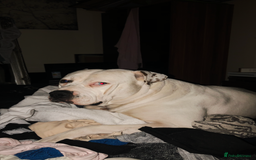 American Bulldog dogs for stud: Classic American bull 🇺🇸  - Image 21