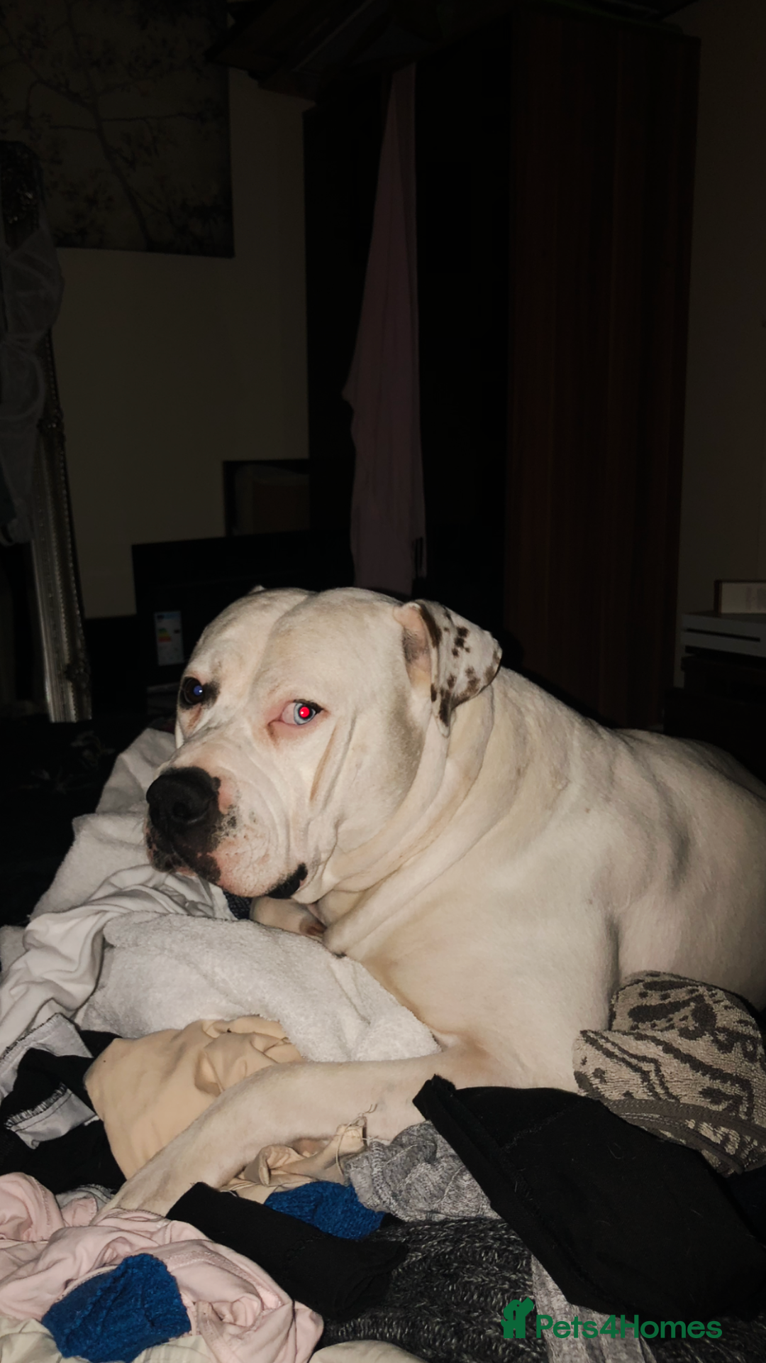 American Bulldog dogs for stud: Classic American bull 🇺🇸  - Image 21