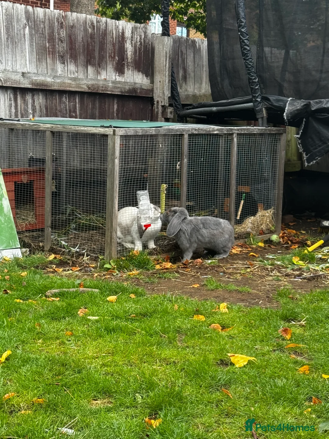 French Lop rabbits for sale: 🩷Pure bred French lop kits🩵 - Advert 31