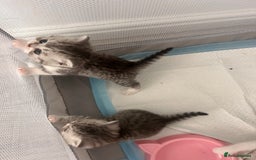 Scottish Fold cats for sale: Scottish fold and straights - Image 9