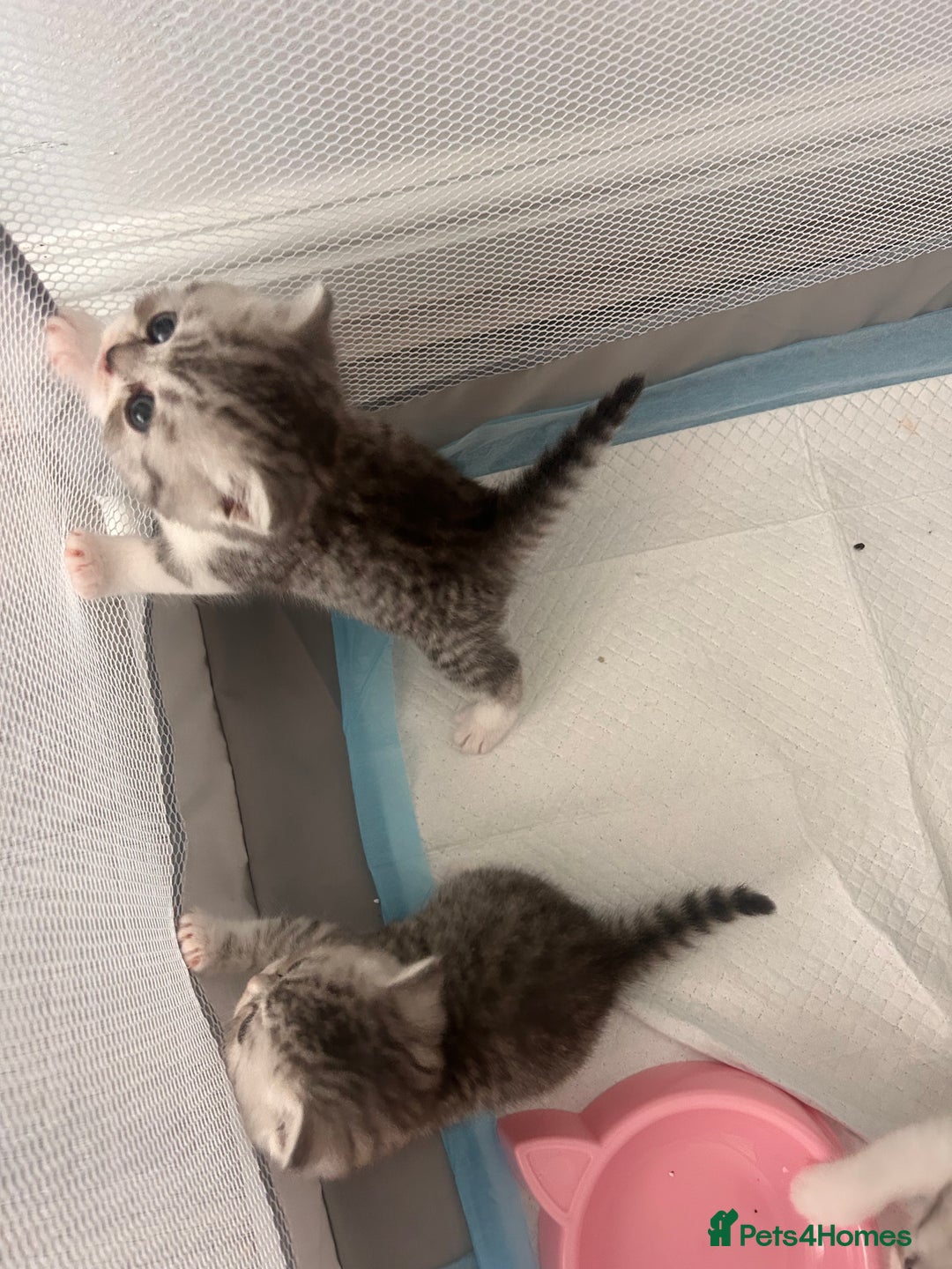 Scottish Fold cats for sale: Scottish fold and straights - Image 9