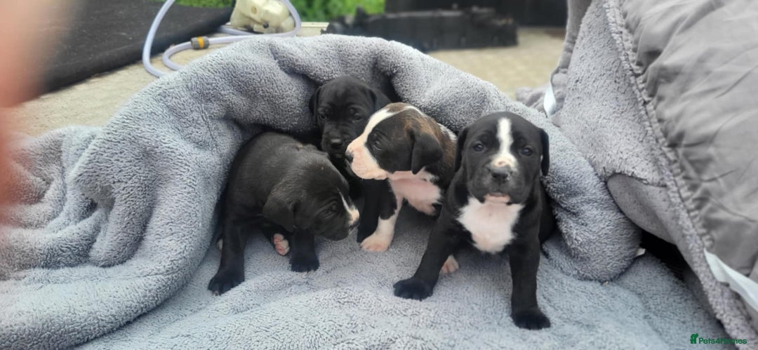 Mixed Breed dogs for sale: Ready to collect – Cane Corso puppies  - Image 23