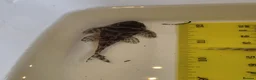 Plecos fish for sale: L333 Gurupa Plecos - Advert 3
