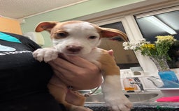 American Bulldog dogs for sale: American bulldog (READY TO GO) - Image 4