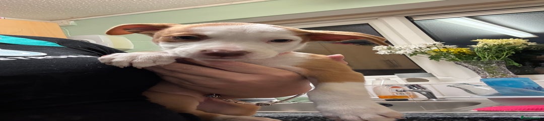 Nala