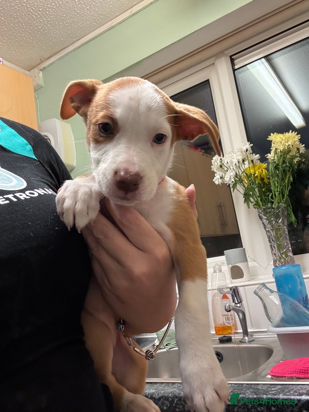American Bulldog dogs for sale: American bulldog (READY TO GO) - Image 4