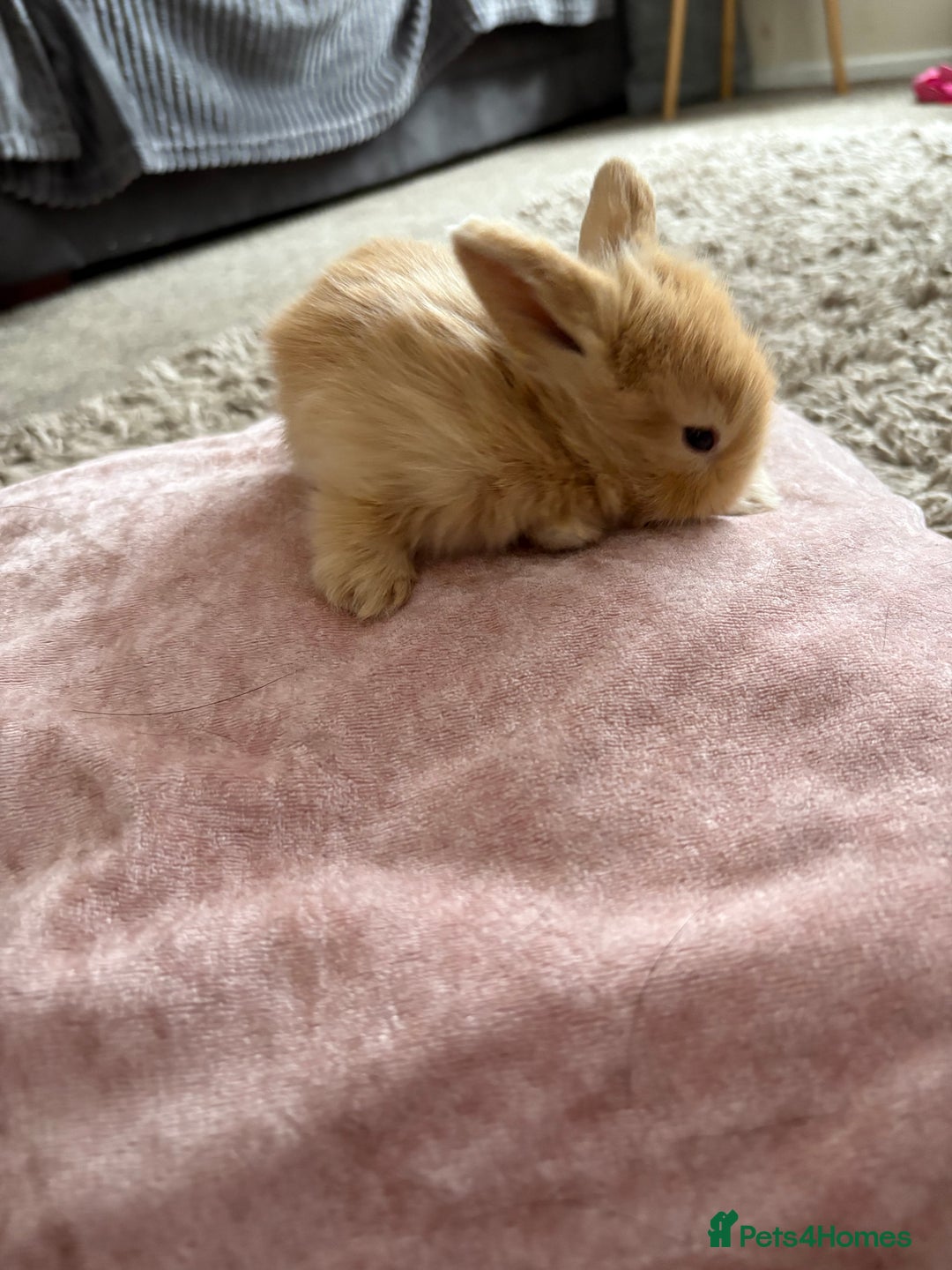 Lionhead rabbits for sale: Lionhead bunnies  - Image 4