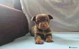 Mixed Breed dogs for sale: Beautiful Jack Russell x Chihuahua Puppies  - Image 22