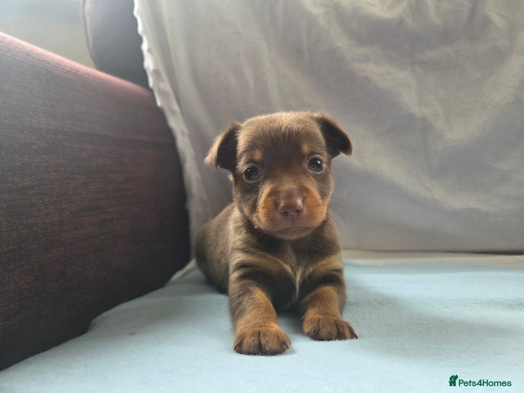 Mixed Breed dogs for sale: Beautiful Jack Russell x Chihuahua Puppies  - Image 22