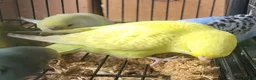 Budgerigars birds for sale: Semi to tame baby Budgies  - Advert 17