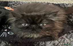 Persian cats for sale: Gorgeous Persians gccf registered pkd neg   - Image 7