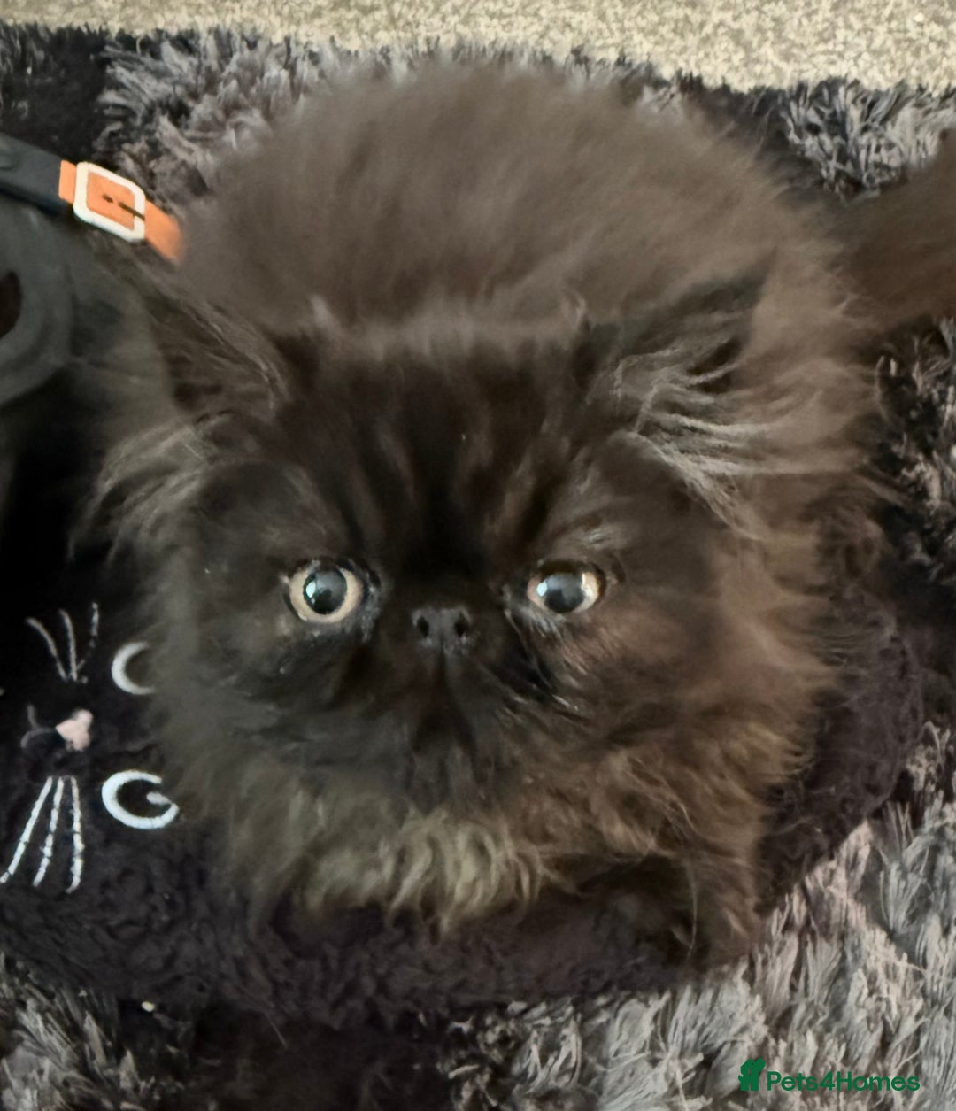 Persian cats for sale: Gorgeous Persians gccf registered pkd neg   - Image 7