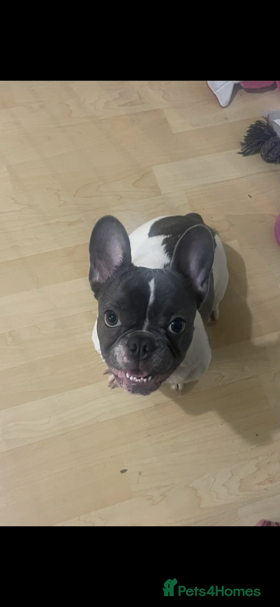 French Bulldog dogs for sale: Blue pied frenchie in Christchurch - Advert 2