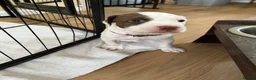 Mixed Breed dogs for sale: Spinger spaniel X Staffordshire bull terrier - Advert 20