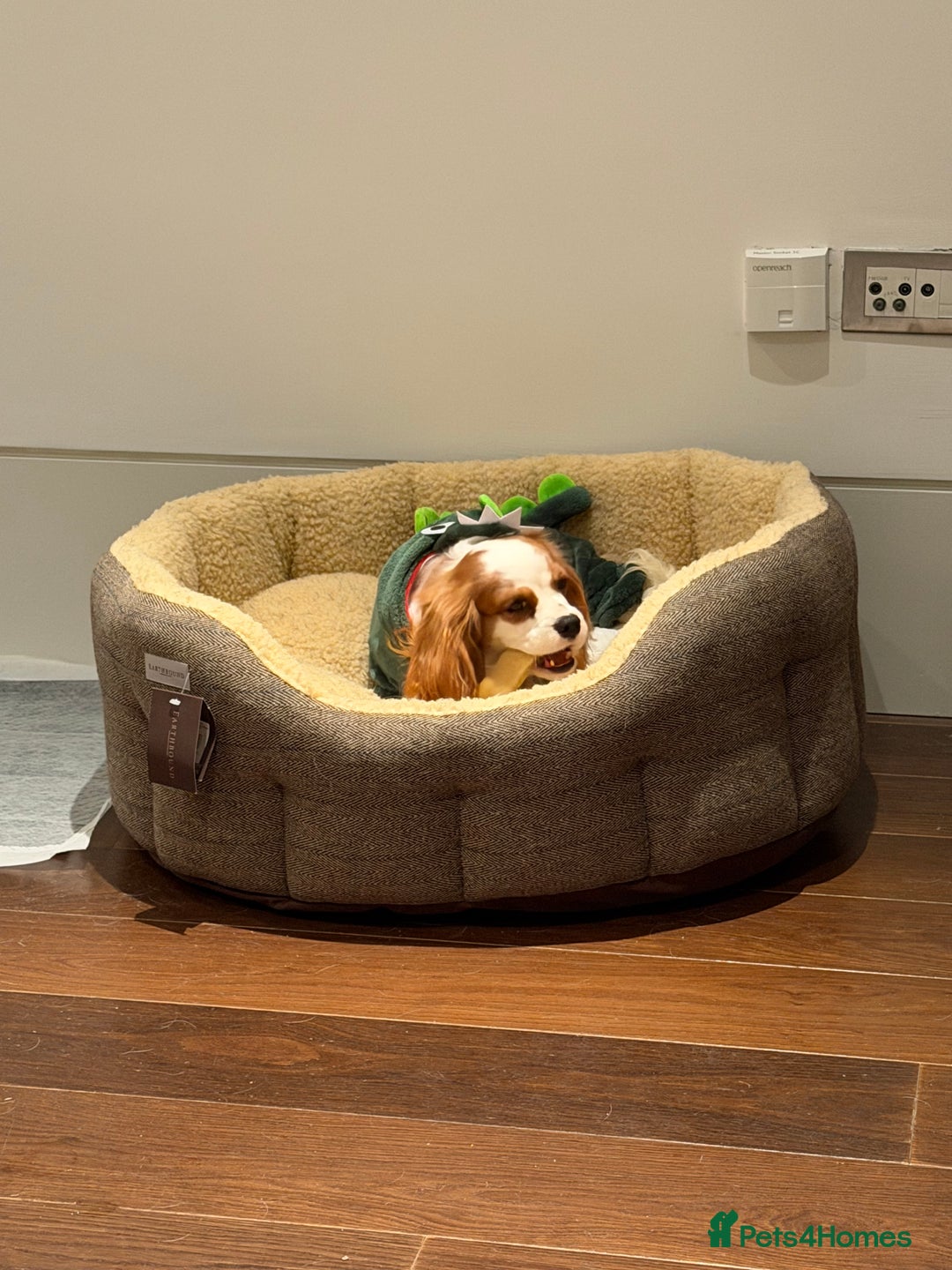 Cavalier King Charles Spaniel dogs for sale: Lovely king charles spaniel looking for a new home - Advert 1