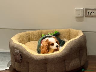 Cavalier King Charles Spaniel dogs Lovely king charles spaniel looking for a new home - Advert 2