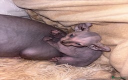 Sphynx cats for sale: Half Elf sphynx  - Image 10