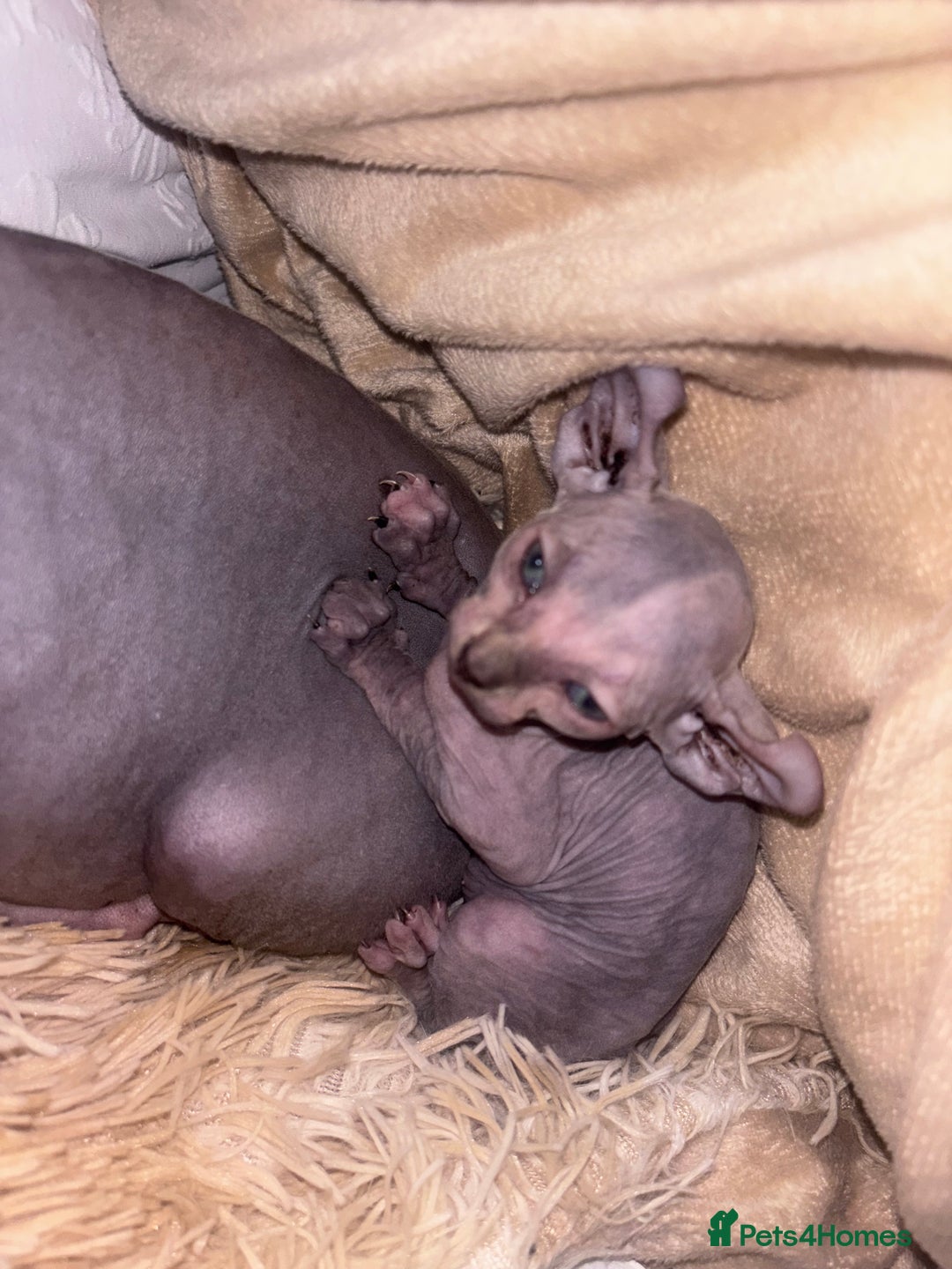 Sphynx cats for sale: Half Elf sphynx  - Image 10