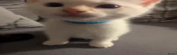 Ragamese cats for sale: Beautiful ragamese boy blue  - Advert 8