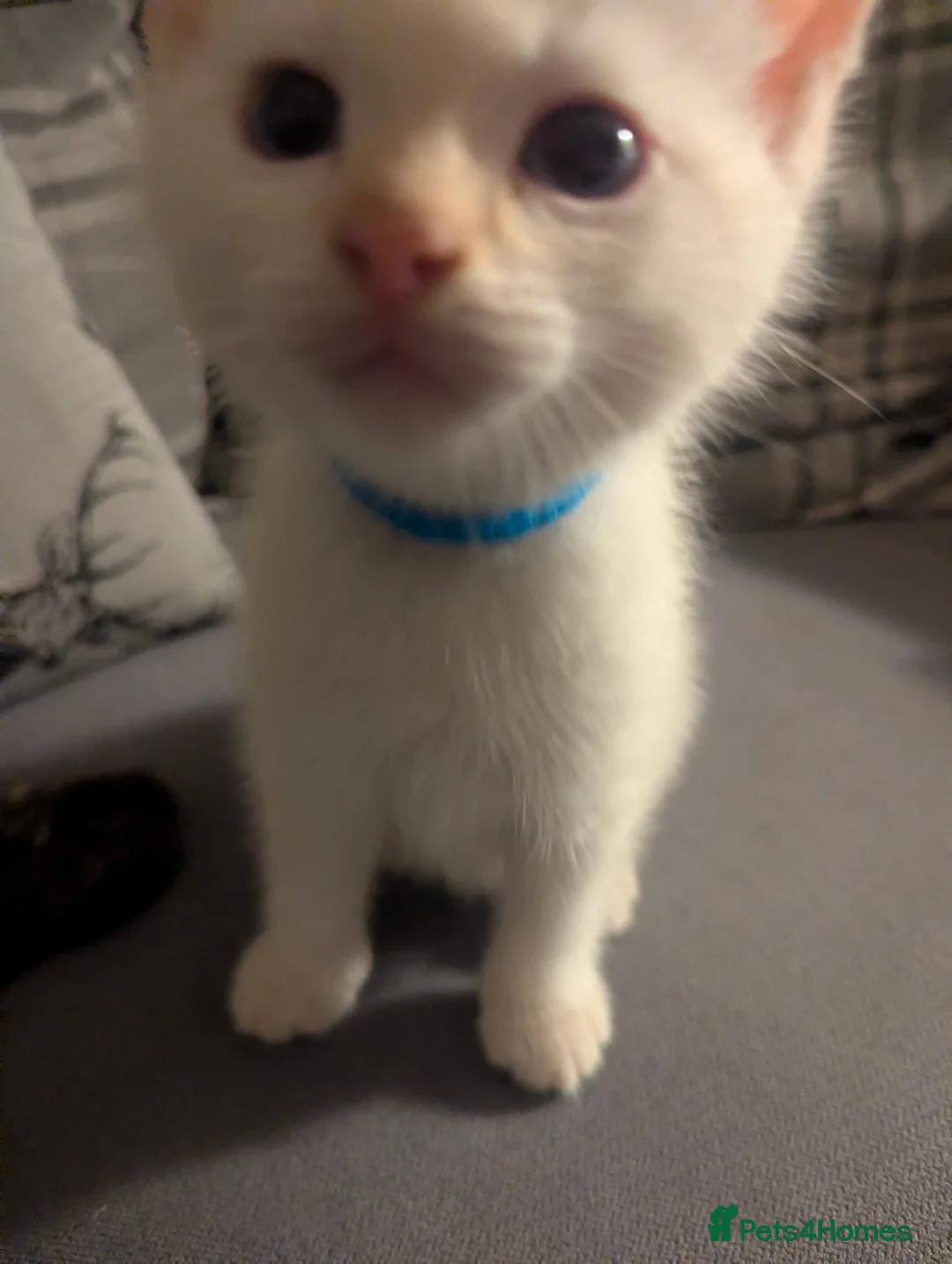 Ragamese cats for sale: Beautiful ragamese boy blue  - Advert 8