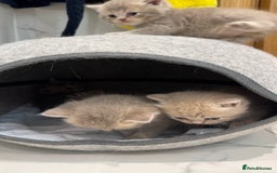 Scottish Fold cats for sale: Pedigree Scottish fold and straight kittens - Image 13